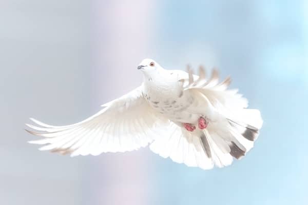 Pombo branco 