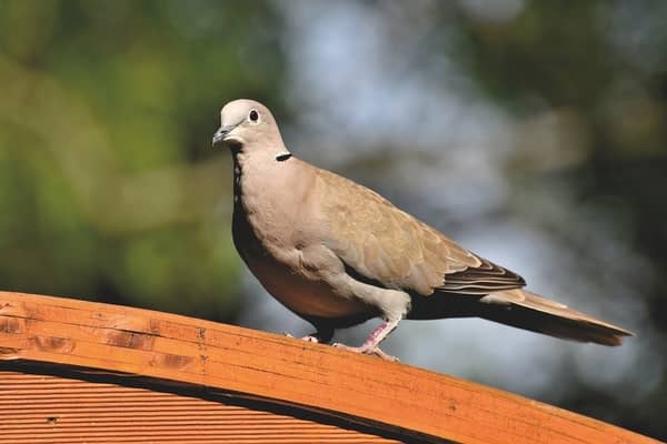Pombo cinza