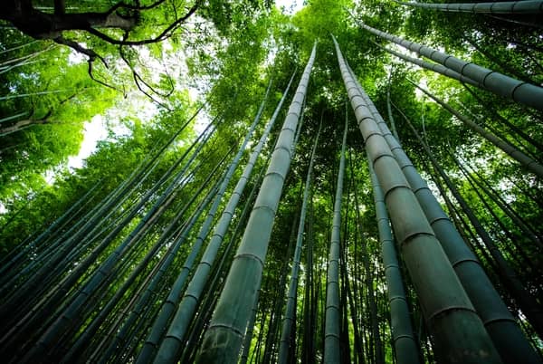 Bambu verde 