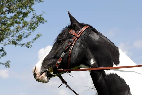 Cavalo preto 