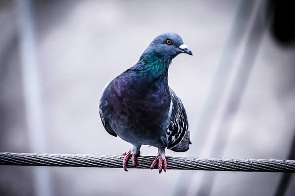 Pombo preto 