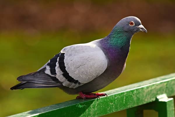 Pombo muito grande