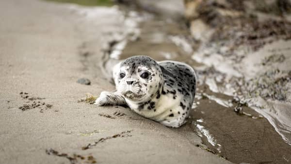 Filhote de foca