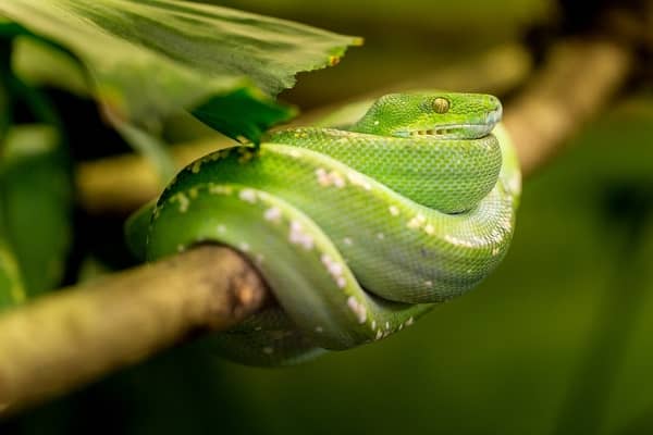 Pilho de cobra