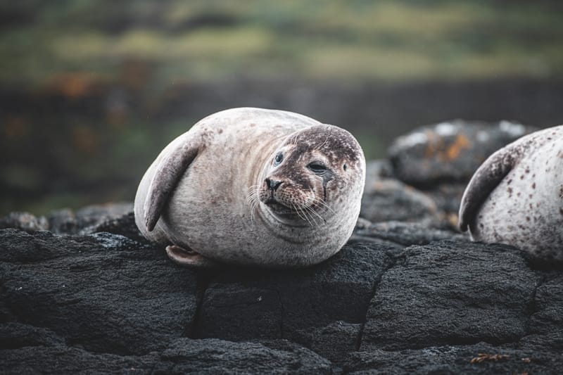 Sonhar com foca