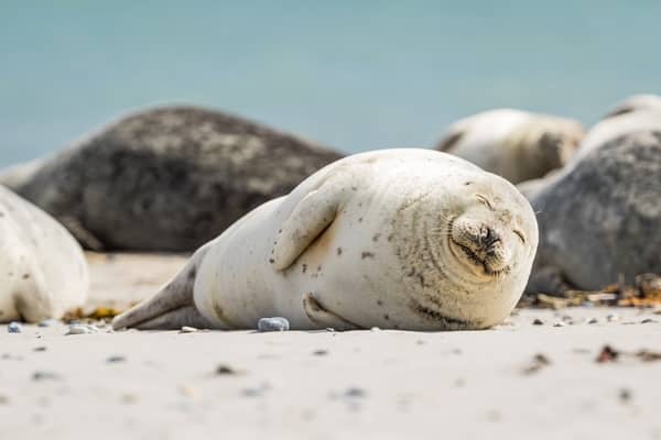 Foca muito dócil 