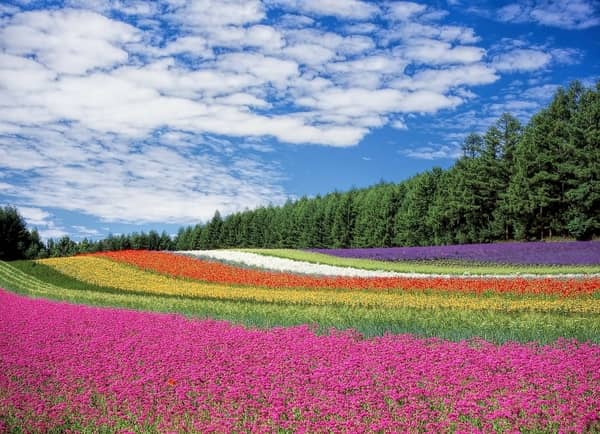 Lugar com flores