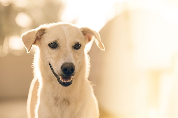 Cachorro amarelo 