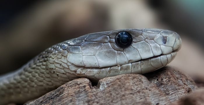 Significados de sonhar com uma cobra dando o bote