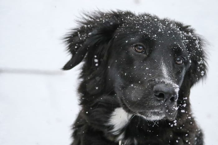 Cachorro preto 