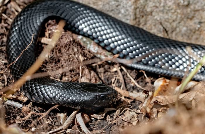 Cobra preta