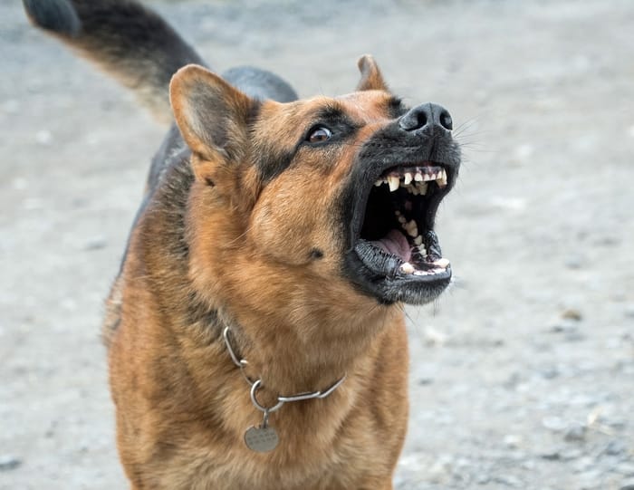 Cachorro bravo 