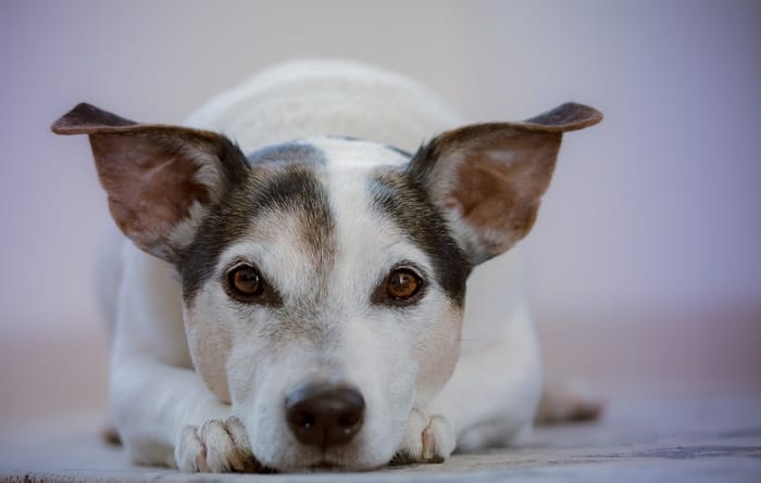 Cachorro branco 