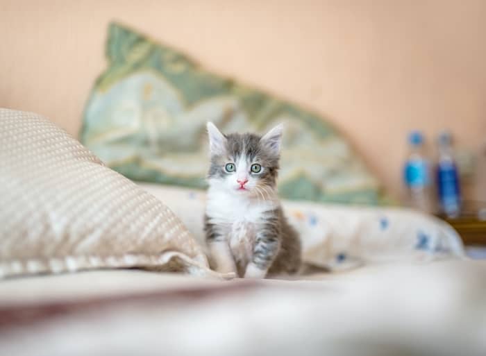 Sonhar com gata muito pequena