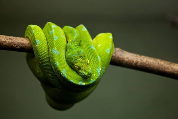 Cobra verde