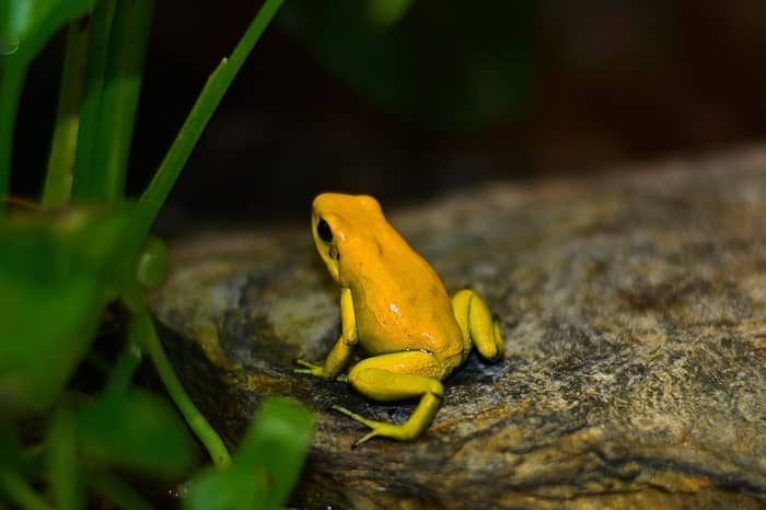 Perereca laranja