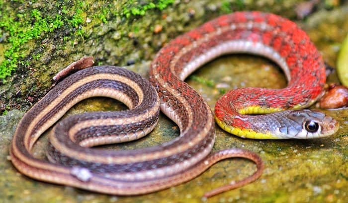 Cobra colorida 