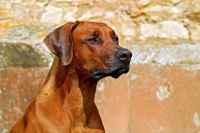 Cachorro muito grande 