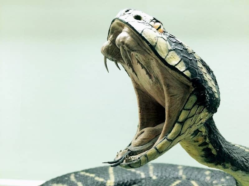 Sonhar com cobra dando o bote