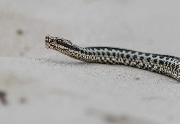 O que significa sonhar com aranha e cobra juntas