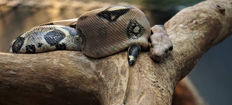 Sonhar com cobra muito grande dando o bote
