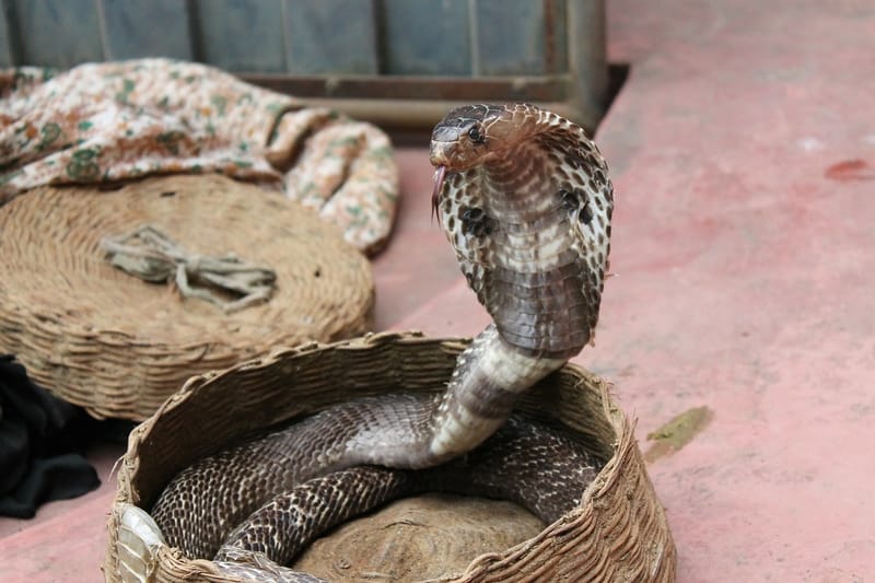 Sonhar com cobra e aranha juntas