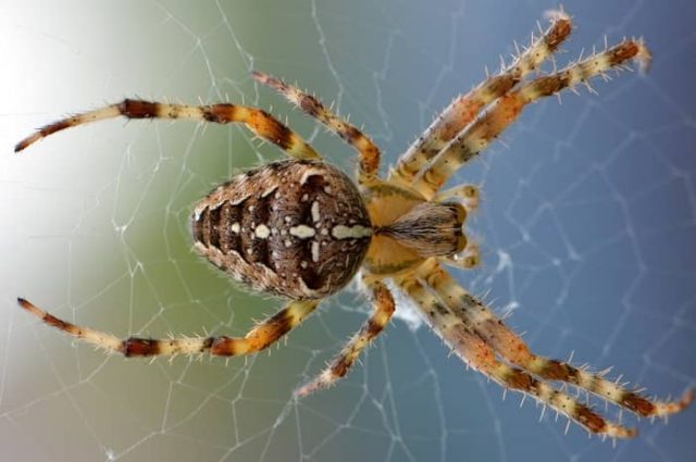 Sonhar com Cobra e Aranha Juntas: (5) Mensagens Secretas