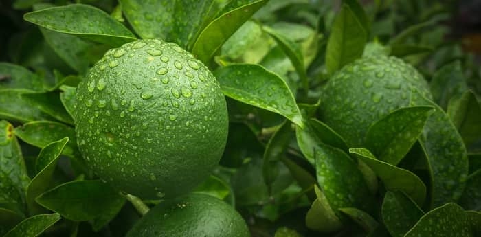 Tangerina verde