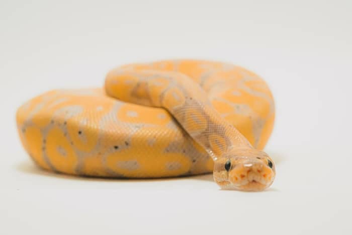 Cobra amarela 