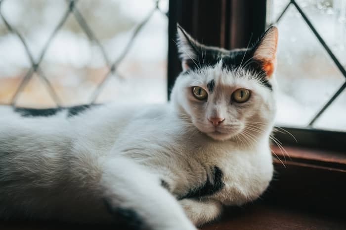 O que significa sonhar com gato preto e branco