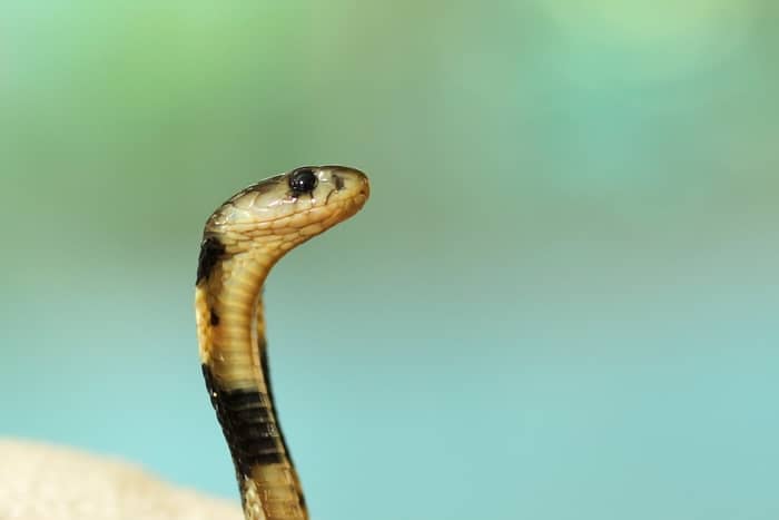 O que significa sonhar com cobra