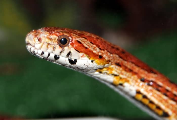 Cobra preta e vermelha 