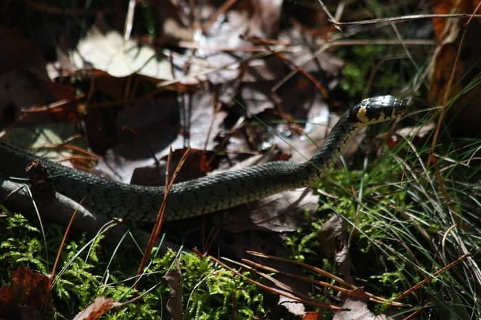 Ninho de cobra 