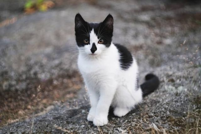 Sonhar com Gato Preto e Branco | 7 Significados Incríveis de 2021