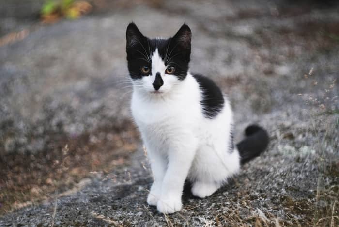 Filhote de gato preto e branco