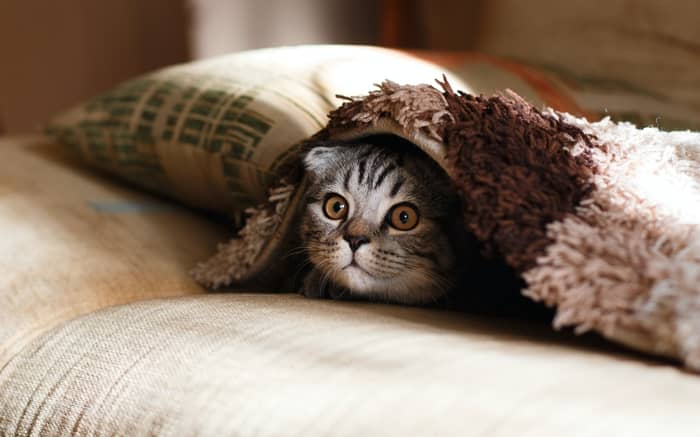 Interpretações de sonhar com fezes de um gato