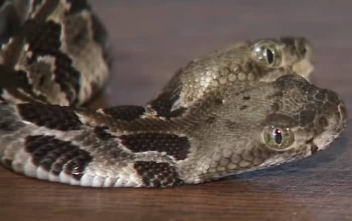 Cobra de duas cabeças