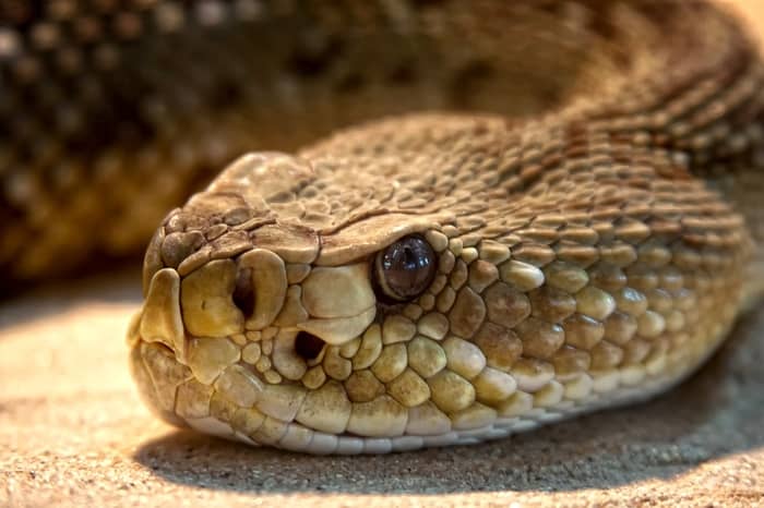 Sonhar com cobra correndo atrás de mim