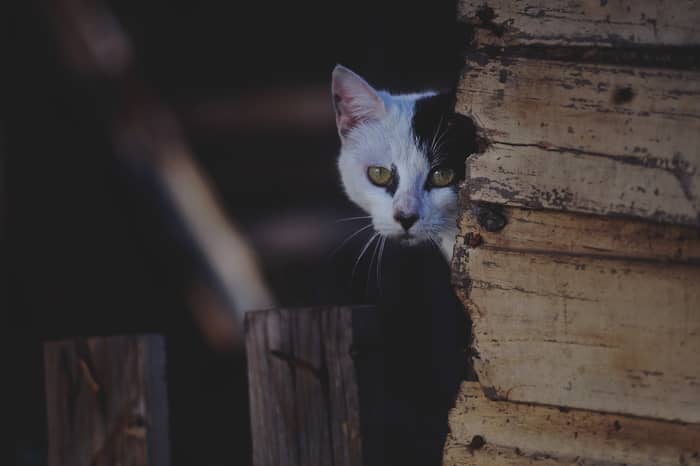 Gato doente