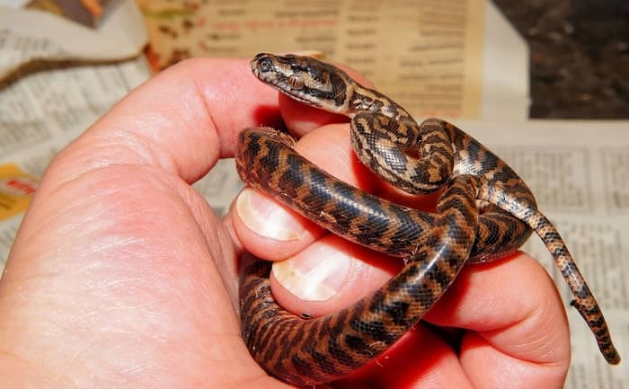 Filhote de cobra