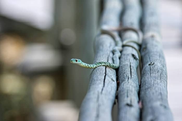 Matando uma cobra