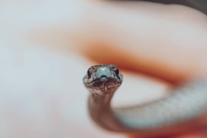 Cobra preta e branca 