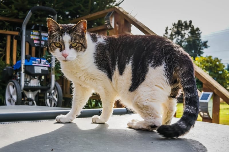 Sonhar com gato preto e branco