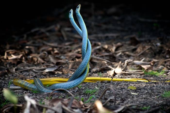 Cobra