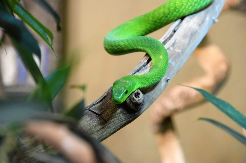 Sonhar com cobra
