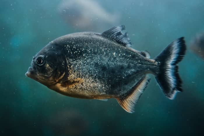 Piranhas nadando no mar
