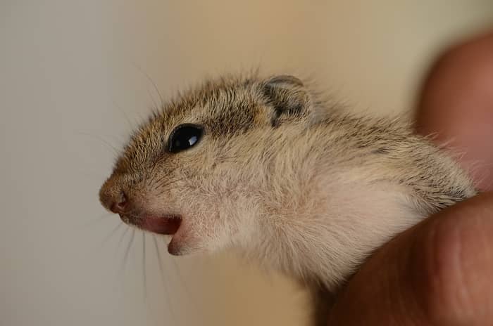 Filhotes de rato