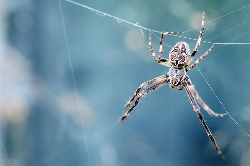 Sonhar com escorpião e aranha
