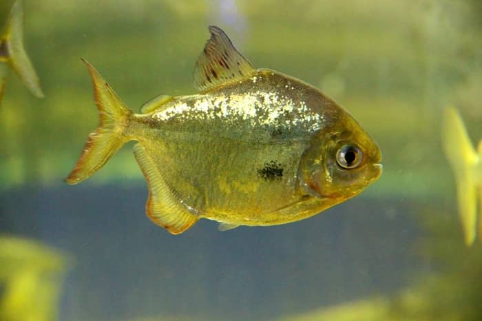 Sonhar com piranhas atacando