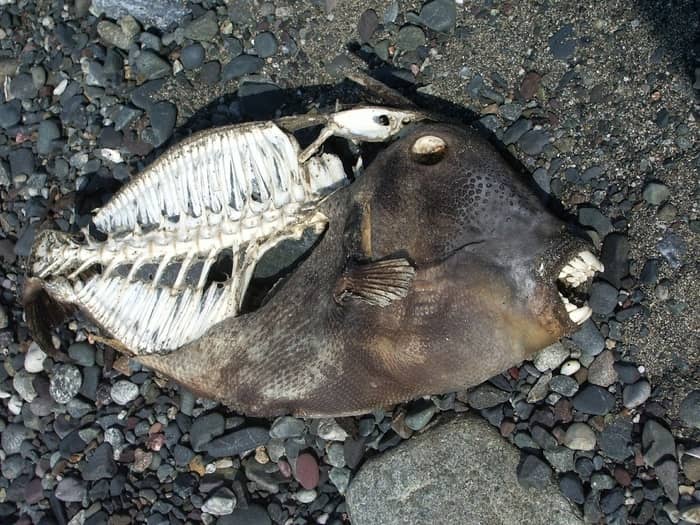 Sonhar com piranha morta